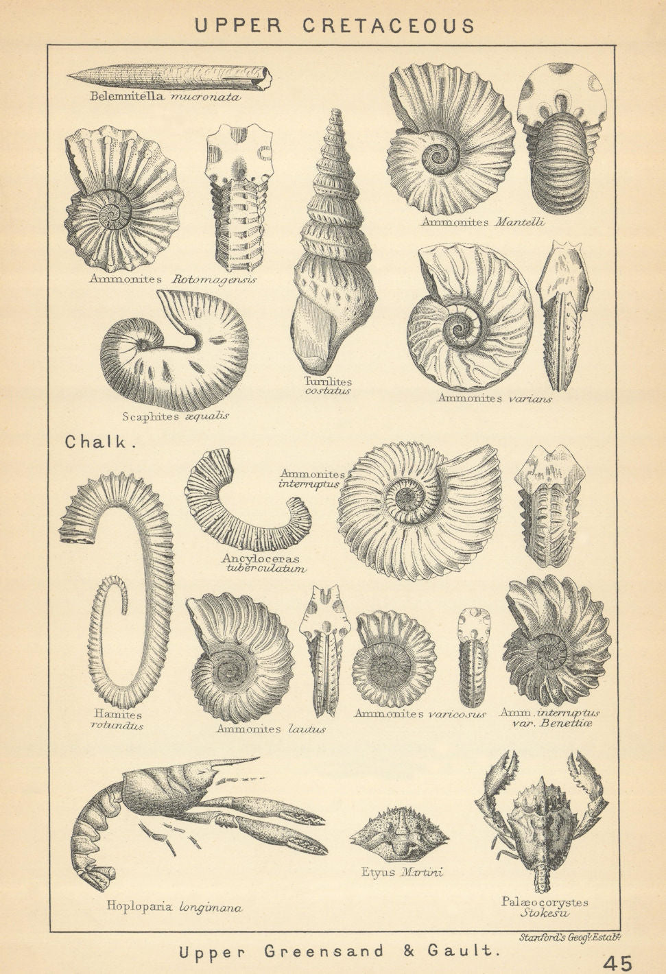 BRITISH FOSSILS. Upper Cretaceous - Upper Greensand & Gault (2). STANFORD 1904